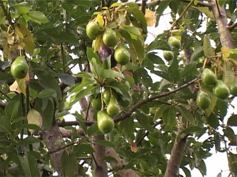 Avocados ripening on the tree