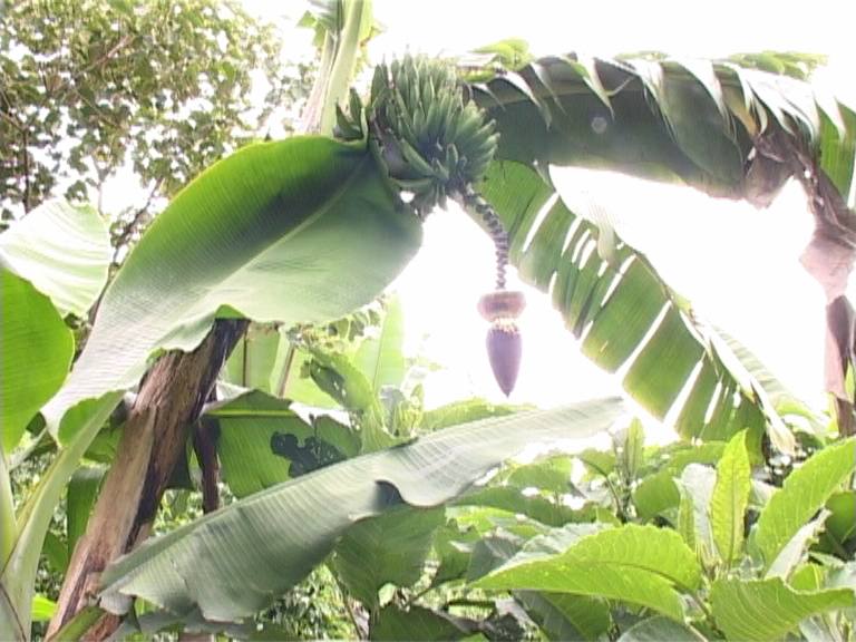 Bananas growing on the tree
