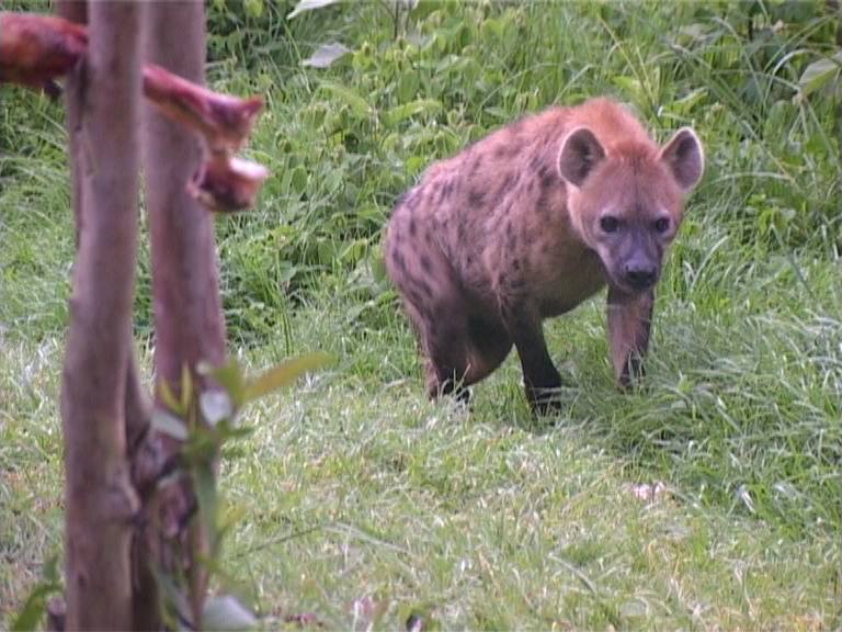 A wild spotted hyena approaching the feeding stake at dusk