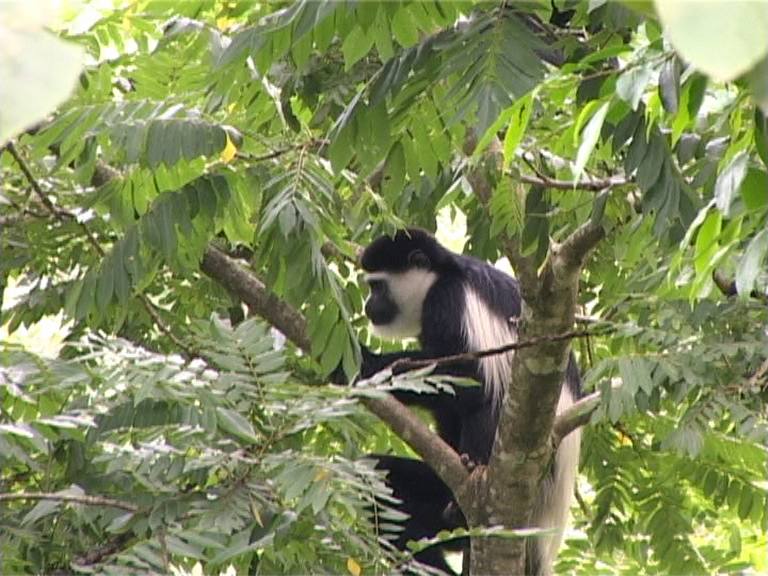 Black-and-white colobus monkey in the forest canopy